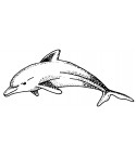 Delfin Stempel