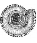 Stempel Muschel