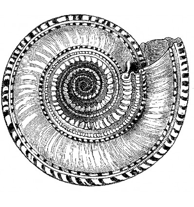 Stempel Muschel
