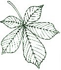 Kastanienblatt Stempel