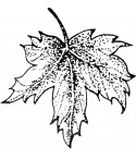 Ahornblatt StempelStempel
