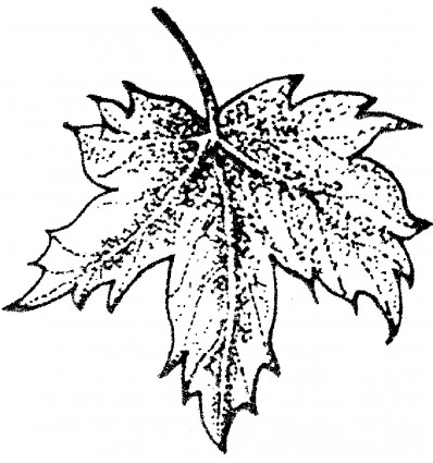 Ahornblatt StempelStempel